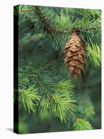 Closeup of Douglas Fir Cone, Olympic National Park, Washington, USA-Jamie & Judy Wild-Stretched Canvas