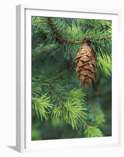 Closeup of Douglas Fir Cone, Olympic National Park, Washington, USA-Jamie & Judy Wild-Framed Premium Photographic Print