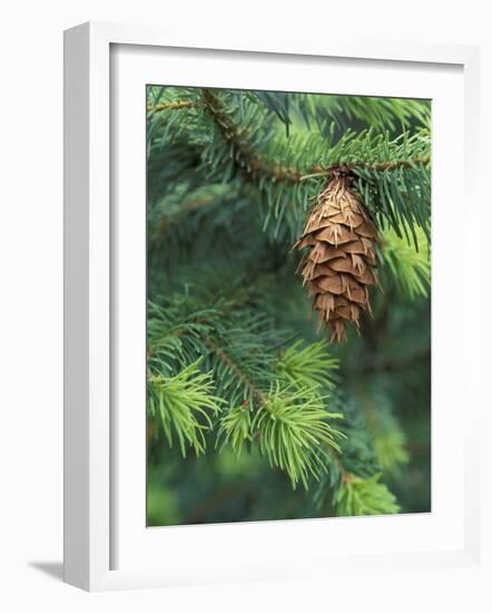 Closeup of Douglas Fir Cone, Olympic National Park, Washington, USA-Jamie & Judy Wild-Framed Photographic Print