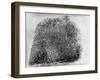 Closeup of Fingerprint of a Teenage Girl Who Is a Twin-null-Framed Photographic Print