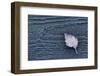 Closeup of frozen birch leaf on a grey wooden background-Paivi Vikstrom-Framed Photographic Print