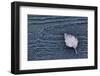 Closeup of frozen birch leaf on a grey wooden background-Paivi Vikstrom-Framed Photographic Print