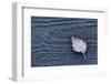 Closeup of frozen birch leaf on a grey wooden background-Paivi Vikstrom-Framed Photographic Print