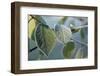 Closeup of frozen cherry tree leaves-Paivi Vikstrom-Framed Photographic Print