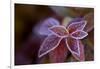 Closeup of frozen colorful leaves on a blur background-Paivi Vikstrom-Framed Photographic Print