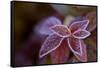 Closeup of frozen colorful leaves on a blur background-Paivi Vikstrom-Framed Stretched Canvas