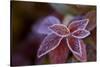 Closeup of frozen colorful leaves on a blur background-Paivi Vikstrom-Stretched Canvas