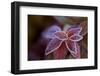 Closeup of frozen colorful leaves on a blur background-Paivi Vikstrom-Framed Photographic Print