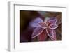 Closeup of frozen colorful leaves on a blur background-Paivi Vikstrom-Framed Photographic Print