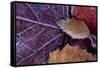 Closeup of frozen colorful leaves-Paivi Vikstrom-Framed Stretched Canvas