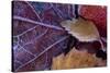 Closeup of frozen colorful leaves-Paivi Vikstrom-Stretched Canvas