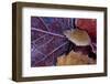 Closeup of frozen colorful leaves-Paivi Vikstrom-Framed Photographic Print