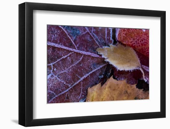 Closeup of frozen colorful leaves-Paivi Vikstrom-Framed Photographic Print