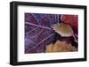 Closeup of frozen colorful leaves-Paivi Vikstrom-Framed Photographic Print