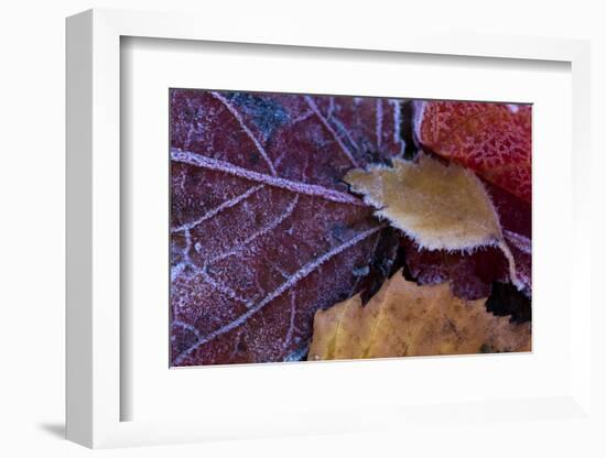 Closeup of frozen colorful leaves-Paivi Vikstrom-Framed Photographic Print