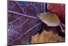 Closeup of frozen colorful leaves-Paivi Vikstrom-Mounted Photographic Print