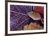 Closeup of frozen colorful leaves-Paivi Vikstrom-Framed Photographic Print