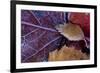 Closeup of frozen colorful leaves-Paivi Vikstrom-Framed Photographic Print