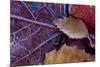 Closeup of frozen colorful leaves-Paivi Vikstrom-Mounted Photographic Print