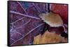 Closeup of frozen colorful leaves-Paivi Vikstrom-Framed Stretched Canvas