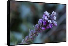 Closeup of frozen flower on a natural green blur background-Paivi Vikstrom-Framed Stretched Canvas