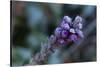 Closeup of frozen flower on a natural green blur background-Paivi Vikstrom-Stretched Canvas