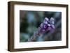 Closeup of frozen flower on a natural green blur background-Paivi Vikstrom-Framed Photographic Print