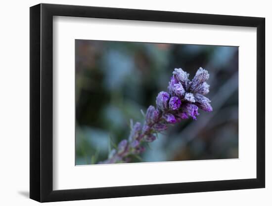 Closeup of frozen flower on a natural green blur background-Paivi Vikstrom-Framed Photographic Print