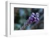 Closeup of frozen flower on a natural green blur background-Paivi Vikstrom-Framed Photographic Print