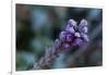 Closeup of frozen flower on a natural green blur background-Paivi Vikstrom-Framed Photographic Print