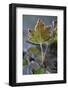 Closeup of frozen gooseberry leaf-Paivi Vikstrom-Framed Photographic Print