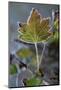 Closeup of frozen gooseberry leaf-Paivi Vikstrom-Mounted Photographic Print