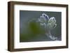 Closeup of frozen gooseberry leaves-Paivi Vikstrom-Framed Photographic Print