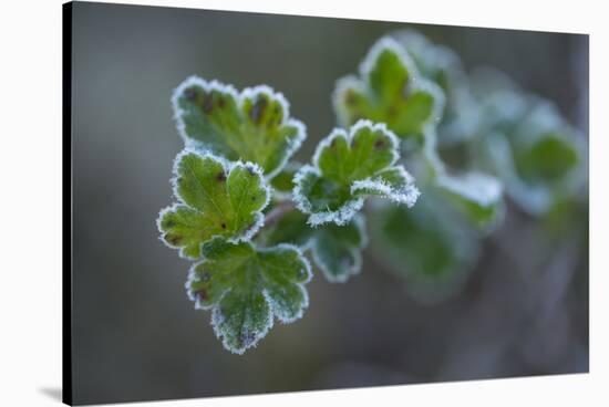 Closeup of frozen gooseberry leaves-Paivi Vikstrom-Stretched Canvas