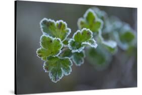 Closeup of frozen gooseberry leaves-Paivi Vikstrom-Stretched Canvas