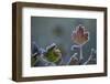 Closeup of frozen gooseberry leaves-Paivi Vikstrom-Framed Photographic Print