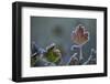 Closeup of frozen gooseberry leaves-Paivi Vikstrom-Framed Photographic Print