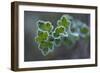 Closeup of frozen gooseberry leaves-Paivi Vikstrom-Framed Photographic Print