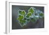 Closeup of frozen gooseberry leaves-Paivi Vikstrom-Framed Photographic Print