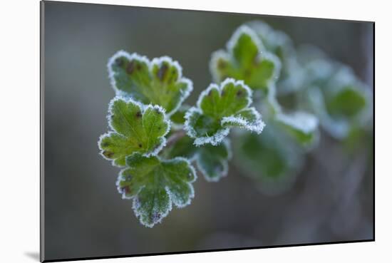 Closeup of frozen gooseberry leaves-Paivi Vikstrom-Mounted Photographic Print