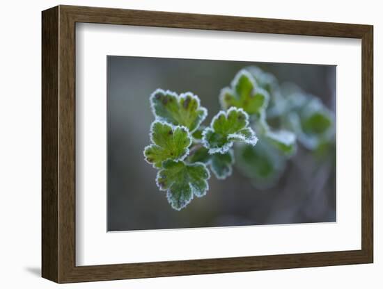 Closeup of frozen gooseberry leaves-Paivi Vikstrom-Framed Photographic Print