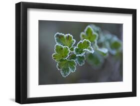 Closeup of frozen gooseberry leaves-Paivi Vikstrom-Framed Photographic Print