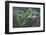 Closeup of frozen gooseberry leaves-Paivi Vikstrom-Framed Photographic Print