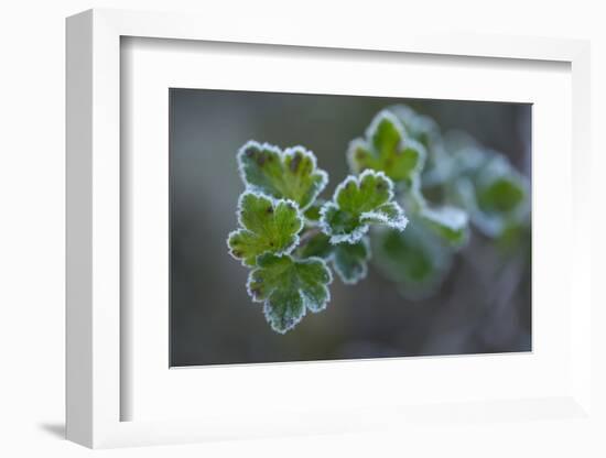 Closeup of frozen gooseberry leaves-Paivi Vikstrom-Framed Photographic Print