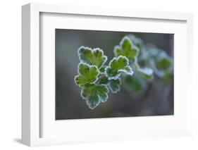 Closeup of frozen gooseberry leaves-Paivi Vikstrom-Framed Photographic Print