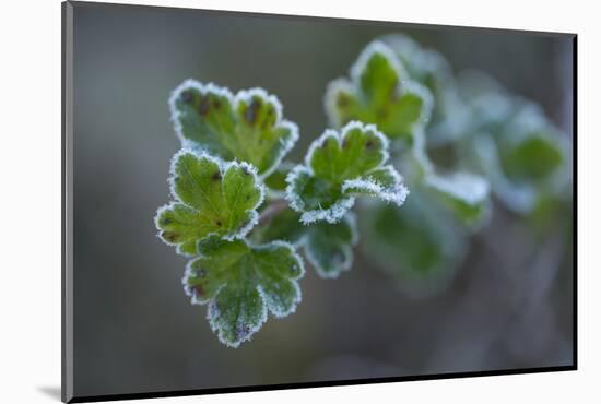 Closeup of frozen gooseberry leaves-Paivi Vikstrom-Mounted Photographic Print