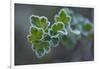 Closeup of frozen gooseberry leaves-Paivi Vikstrom-Framed Photographic Print