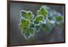 Closeup of frozen gooseberry leaves-Paivi Vikstrom-Framed Photographic Print