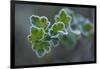 Closeup of frozen gooseberry leaves-Paivi Vikstrom-Framed Photographic Print