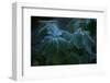 Closeup of frozen green leaves, blurred background-Paivi Vikstrom-Framed Photographic Print